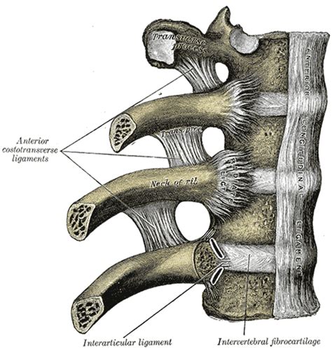 kostovertebral artroz